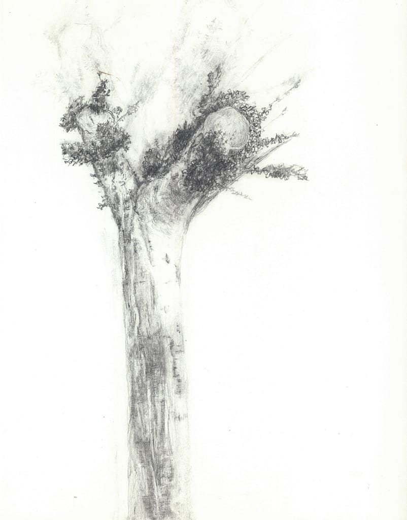 On Western Ave. #2, 2004 Graphite on paper 14 1/4 x 11 3/4 in. (36 x 29.7 cm.)