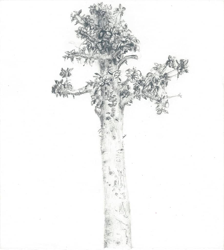 On Warren Ave., 2004 Graphite on paper 7 1/2 x 6 3/4 in. (19 x 17 cm.)