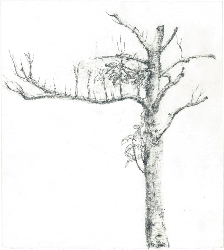 On Rose Ave., 2004 Graphite on paper 7 1/2 x 6 3/4 in. (19 x 17 cm.)